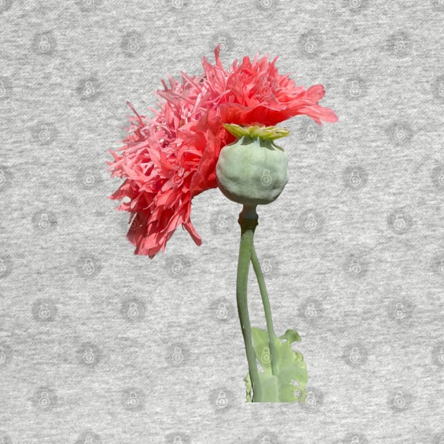 Pink Peony Poppy Flower by badlydrawnbabe